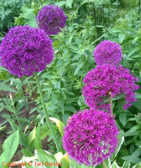 Allium hollandicum, ukkolaukka